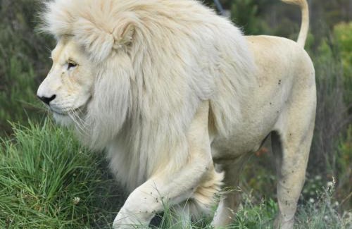 Die Barakke House | Tenikwa Wildlife Centre & Spa