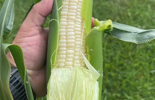 Keymar RV Rental | Tentrr Signature Site - Blackwell Wood Farm