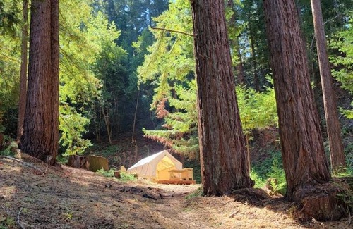 Soquel Other | Tentrr Signature Site - Redwood Grove Site B