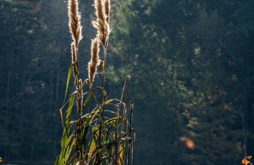 Morton Other | Tentrr State Park Site - Mississippi Roosevelt State Park - Tall Trees B - Single Camp