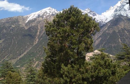 Rekong Peo Hotel | The Alpine Nest Hotel