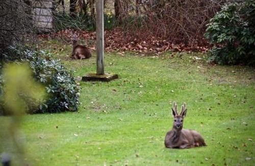 New Forest District Ski Chalet | The Cabin at The Oaks