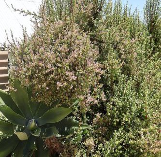 Calitzdorp House | The Calitz