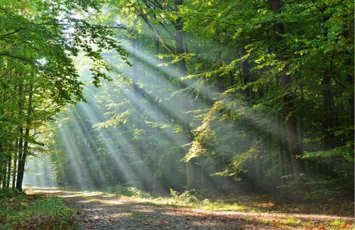 Stoke by Nayland Hotel | The Crown Inn