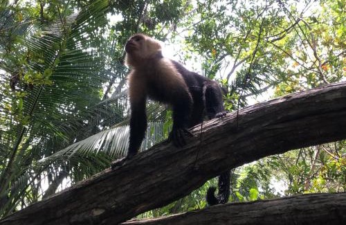 Platanillo Apartment | The Elements Costa Rica Nature Lodges