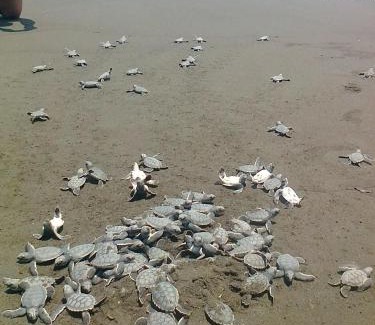 Parismina House | The Fisherman's House