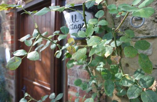 Sandown House | The Garlic Farm