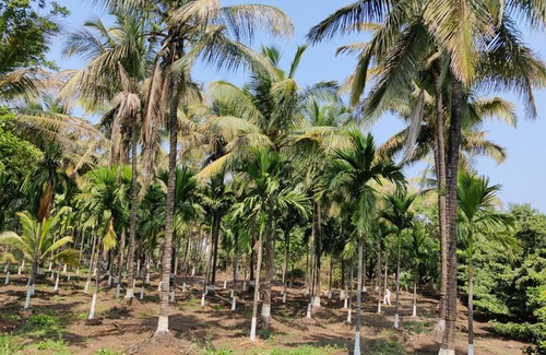 Navi Mumbai Hotel | The Green Retreat by Spicy Mango