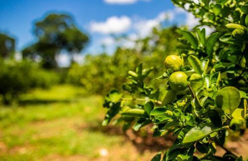 Uxmal Cabin | The Lodge At Uxmal