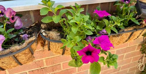 Wimborne House | The Log Cabin