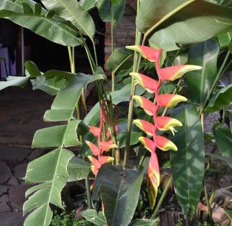 Suchitoto House | The Mayan Grouper