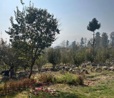 Srinagar House | The Mool Farm and Living