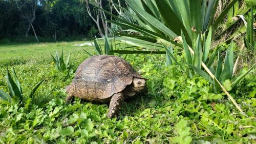 Port Elizabeth Apartment | The Nest at Au Petit Paradis