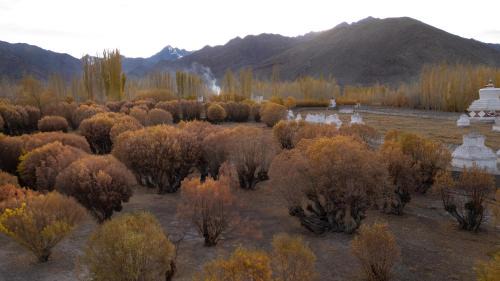 She Hotel | The Postcard in The Himalayan Willows, Stok, Leh