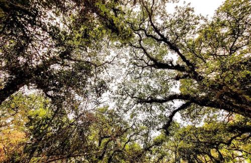Tepoztlan House | The Red Cabin at the bottom of Tepoztlán's Forest