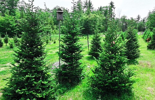 Sutton House | The Sanctuary Dome at Pine Hills Tree Farm nestled privately in the woods of NH