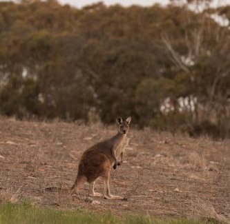 Myponga Beach House | The Slow Acre Myponga Beach Relax and Reconnect in nature