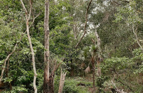 Virginia Cabin | The Treehouse Darwin