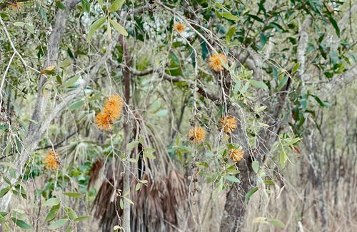 Virginia Cabin | The Treehouse Darwin