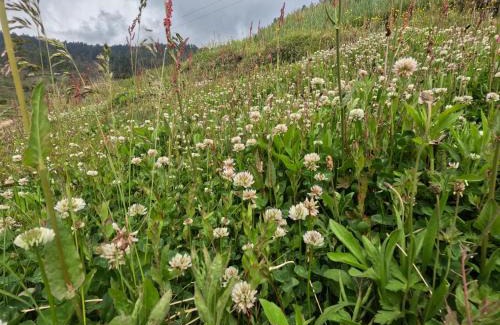 Banjar House | The VOID - Tirthan Valley