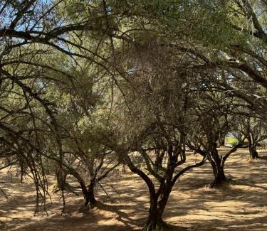 Upper Lake House | Trees of Heaven - Olive House