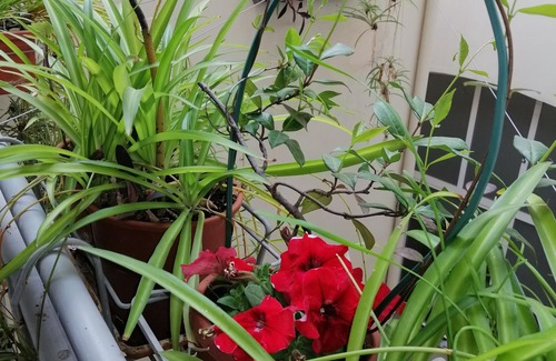 Oltrarno Apartment | TWO BEDROOM LOFT NEAR PONTE VECCHIO/OLD BRIDGE WITH FREE BREAKFAST ITEMS OFFERED