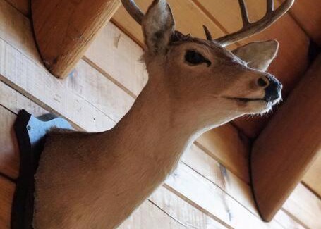 Helen House | Ultimate Log Cabin Experience with BREATHTAKING Views