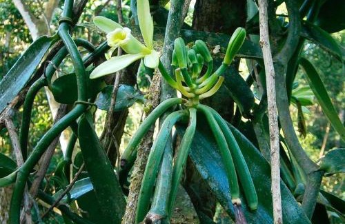 Sarapiqui Cabin | Vanilla Jungle Lodge - Rainforest Waterfall Garden