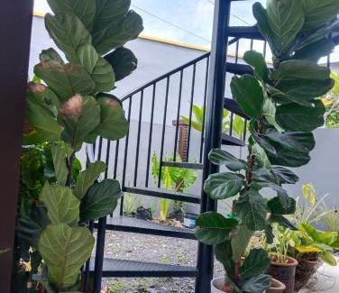 Kuala Teriang House | Villa Adeeva Homestay Langkawi