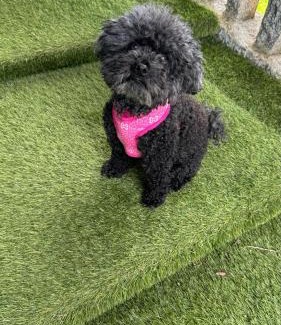 Caldas de Reis Villa | Villa Bimba, alojamiento con piscina y barbacoa