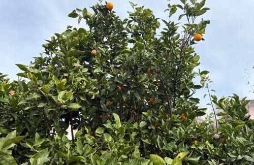 Les Meravelles Villa | VILLA Henry