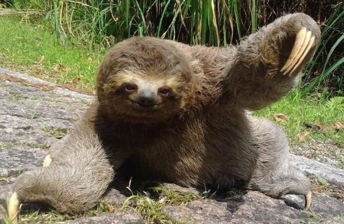 Cidade Jardim Tom Villa | Villa in the middle of the Atlantic Forest in private condo