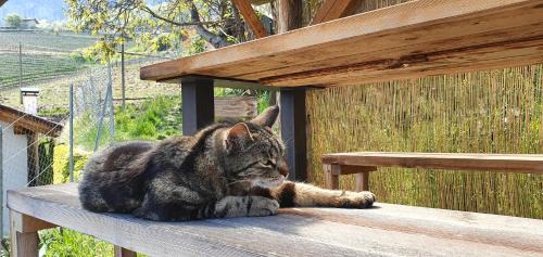 Kurtatsch an der Weinstraße Apartment | Voldersberghof