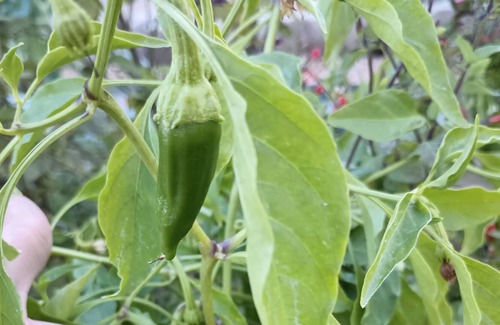 Maricopa County House | Warm inviting escape on the edge of town.
