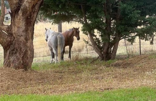 Mandurama House | Wattle Cottage