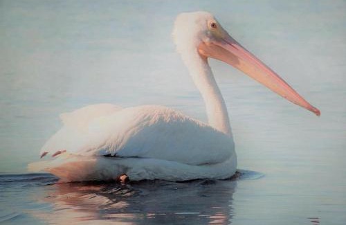 Cedar Key Apartment | White Pelican A-1 Sunset views