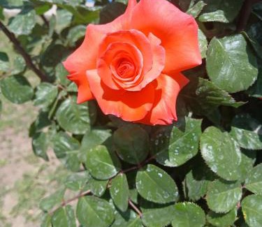 Alta Gracia Cabin | Wikam