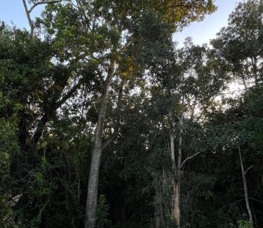 Hunter's Home House | Wild Plum