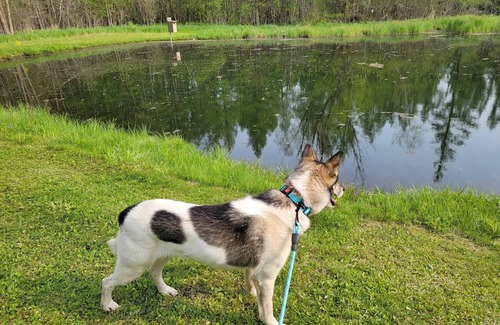Iola Cabin | Wildlife Cabin! Spring-fed Ponds! Apple Orchard!