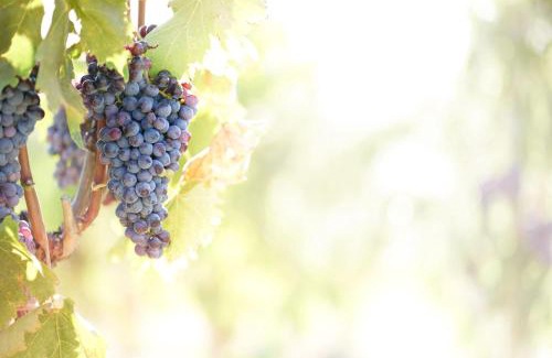 San Quirico d'Orcia Apartment | Wine Loft