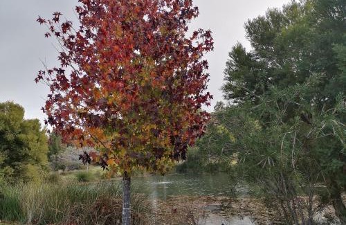 Balingup Ski Chalet | Woodlands of Balingup Bush Cottages -Flora & Fauna focused