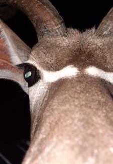 Leeupoort Villa | Woodpecker Villa Guesthouse