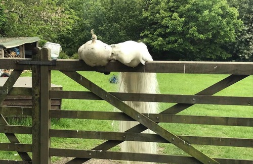 Corwen Cottage | Y Twlc Mochyn - EcoFriendly - Farm Animals