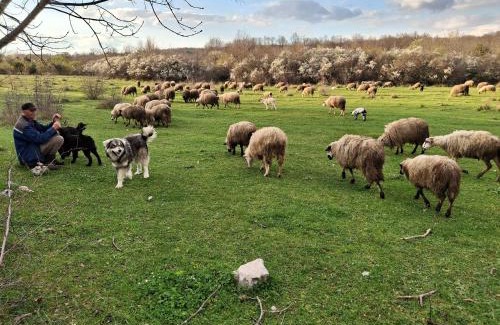 Zavala Apartment | Zavičajna kuća Šakota - Kozice