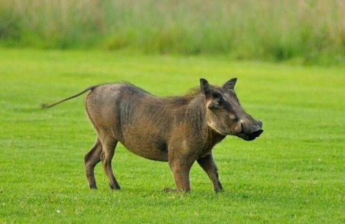 Leeupoort House | Zebula 1 Pela Lodge, 2-bedroom cottage