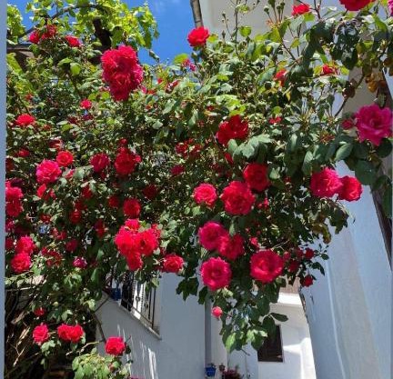 Διαμέρισμα Αγγελική