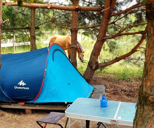 Кемпінг у кінному клубі