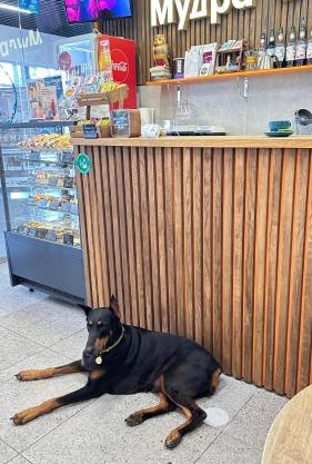 Очень уютная, тихая, єко комната с видом на сад