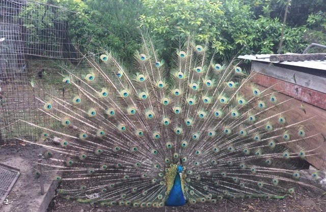 У Арсена и Наиры