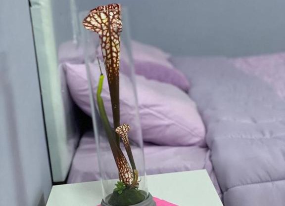 الرمال الذهبيه